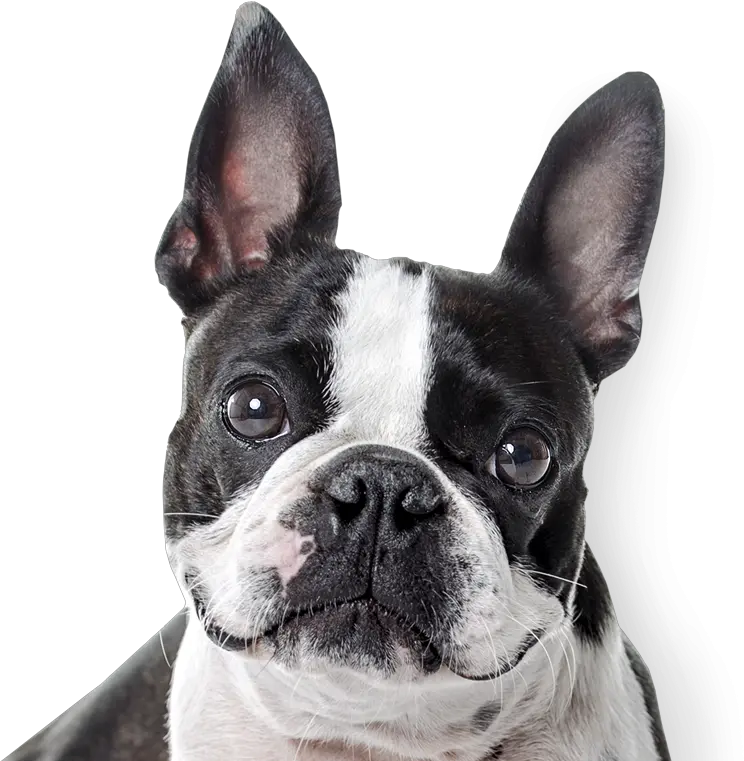  Dog Ears Transparent Boston Terrier Png Bulldog Png