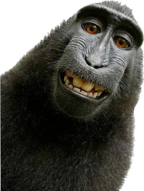  Ape David Slater Monkey Png Ape Png