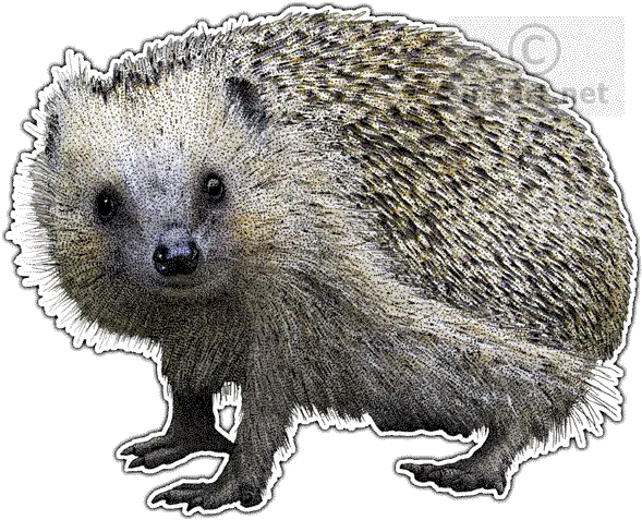  Porcupine Drawing European Domesticated Hedgehog Png Porcupine Png