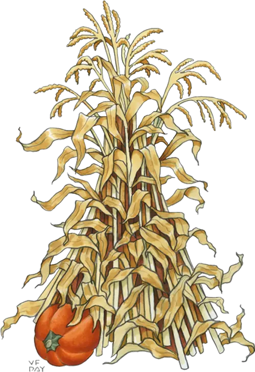  Corn Stalk Png Painting Image Cartoon Fall Corn Stalk Corn Stalk Png