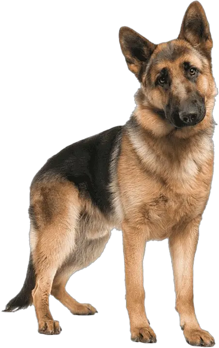  German Shepherd Dog Png Picture German Shepherd 8 Months German Shepherd Png