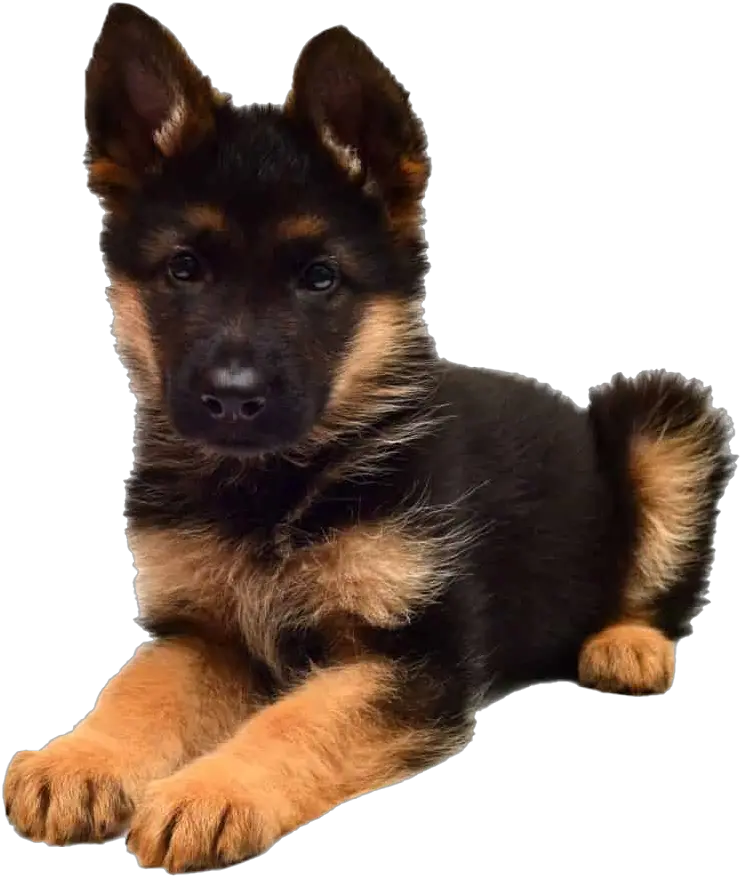  German Shepherd Puppy Png Picture German Shepard Puppy Png German Shepherd Png