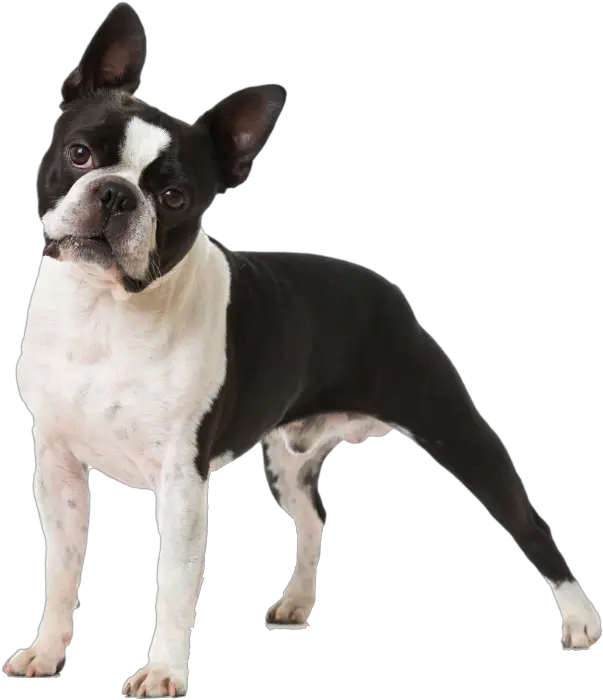  Boston Terrier Zoetis Boston Terrier Preço Png Boston Terrier Png