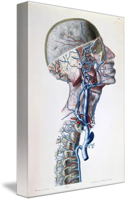  Download Png Veins And Arteries In Veins And Arteries Art Veins Png