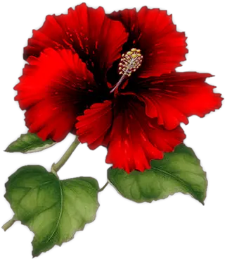  Index Of Userstbalzeflowerpng Msn Bom Dia Amor Da Minha Vida Hawaiian Flowers Png