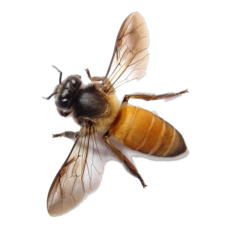  Download Bee Transparent Png Honey Bee Transparent Background Bee Transparent Background