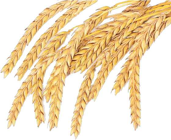  Download Grass Wheat Family Spelt Grain Common Emmer Hq Png Wheat Grain Png