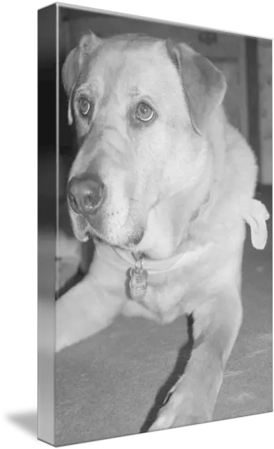  Sad Eyes By Meagan Wells Companion Dog Png Sad Eyes Png