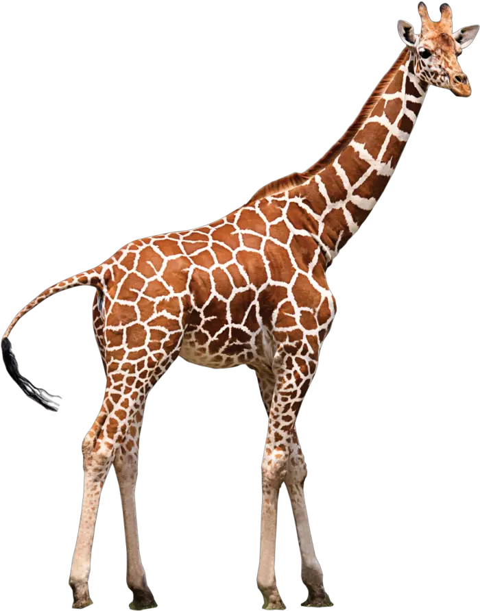  Zoo Animal Transparent Background Giraffe Png Giraffe Transparent Background