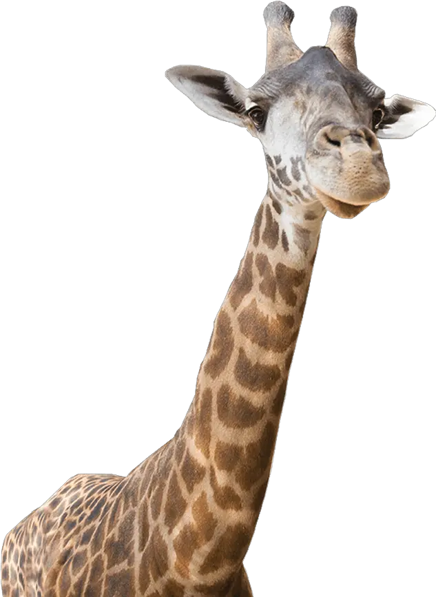  Download Freeuse Giraffe Real Zoo Animals Png Giraffe Transparent Background