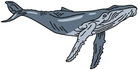  Blue Whale Sea Animal Stroke Humpback Whale Png Blue Whale Png