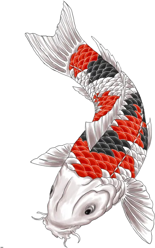  Download Koi Tattoo Png Koi Carp Fish Png Koi Png