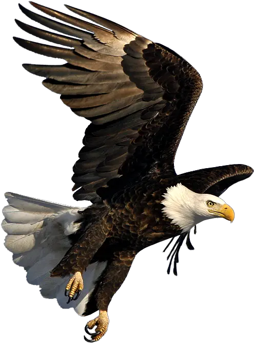  Bald Eagle Image Dmanisi Art Bald Eagle Flying Png Bald Eagle Transparent