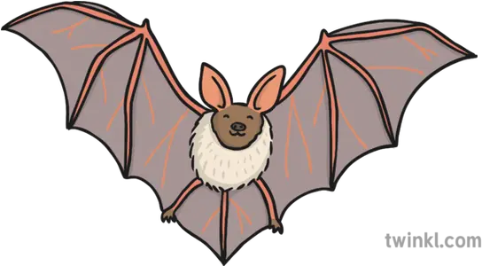  Bat 4 Illustration Twinkl Bat Twinkl Png Bats Transparent