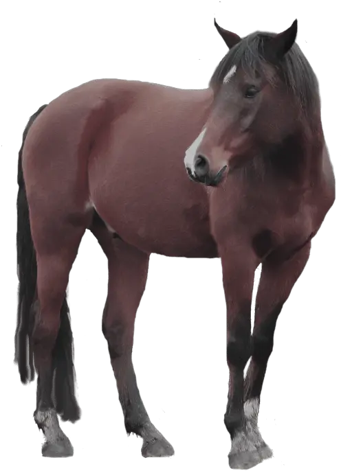  Horse Standing Transparent Image Free Png Images Horse Transparent Background Horse Transparent Png