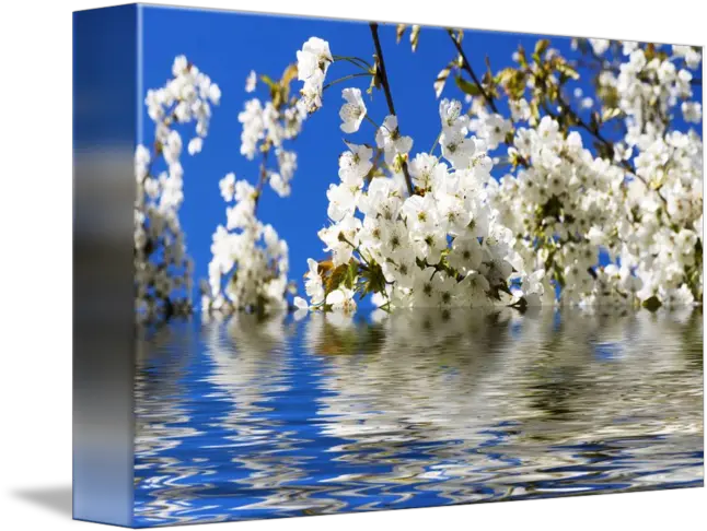  Cherry Blossoms Over Blue Sky Background By Frank Grässel Twig Png Sky Background Png