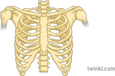  Rib Cage Bones Only Science Secondary Illustration Twinkl Rib Png Rib Cage Png