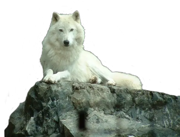  Download White Wolf On Rock Png White Wolf Png