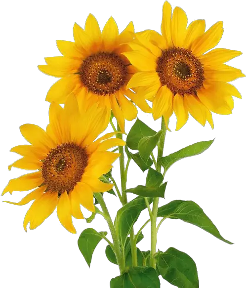  Vase With Three Sunflowers Png U0026 Free Natural Flowers Png Hd Sunflowers Png