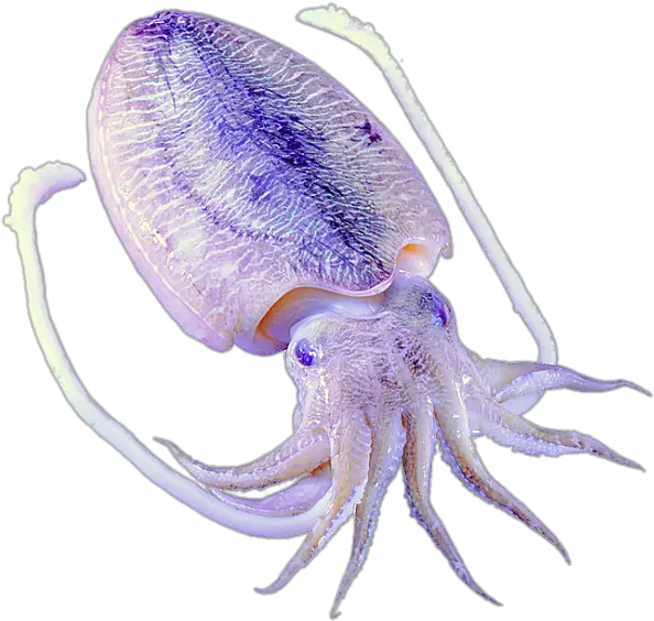  Download Purple Octopus Squid Invertebrates Marine Purple Squid Png Squid Png