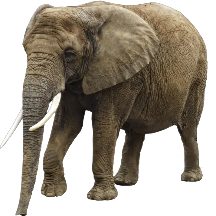  Samct50 South African Money Clipart Transparent Big Elephant Png Elephant Clipart Transparent Background