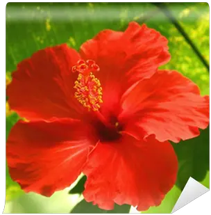  Red Tropical Flower Wall Mural U2022 Pixers We Live To Change Fleur Tropical Rouge Png Tropical Flower Png