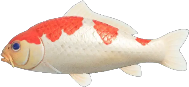  Koi Carpe Koi Animal Crossing New Horizon Png Koi Png