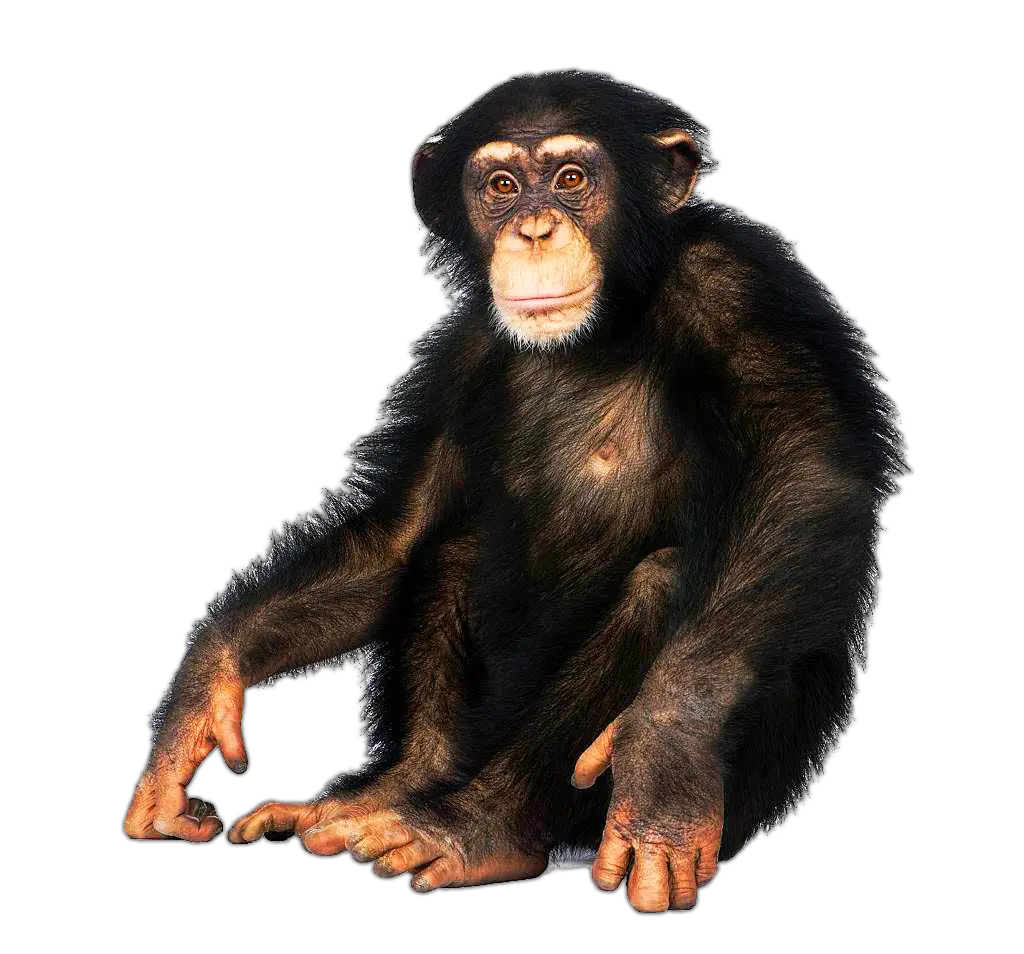  Monkey Transparent PNG