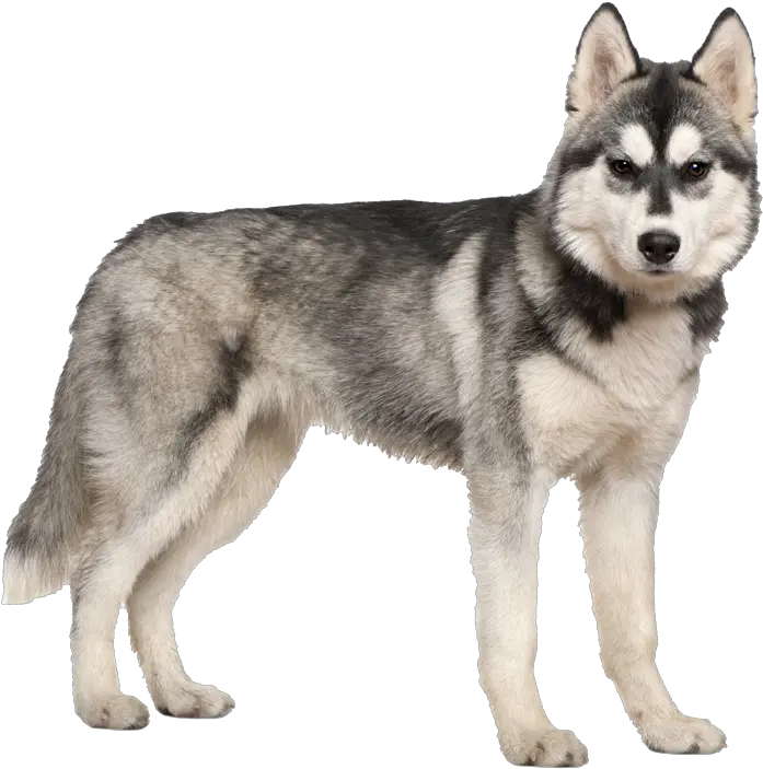  Husky Png Siberian Husky Transparent Background Husky Png