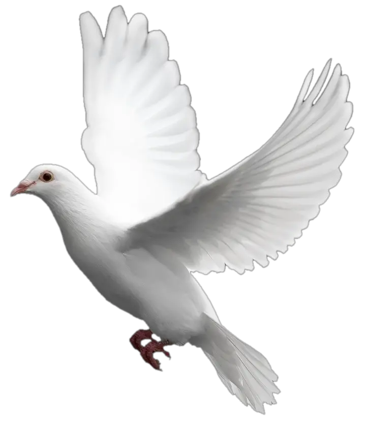  Transparent Dove Holy Spirit Dove Png Dove Transparent