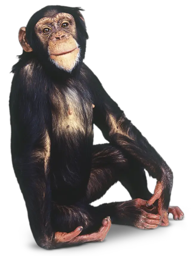  Sitting Transparent Background Image Monkey Transparent Background Png Monkey Transparent Background