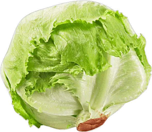  Iceberg Lettuce Rijk Zwaan Salad Transparent Iceberg Lettuce Png Salad Transparent Background