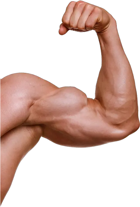  Muscles Clipart Voluntary Muscle Muscle Arm Png Muscle Man Png