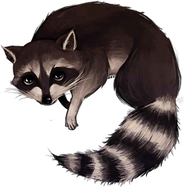  Download Http Img Photobucket Raccoon Drawing Png Racoon Drawing Png Raccoon Transparent Background