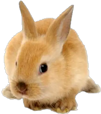  Rabbit Png Transparent Images Rabbit Png Rabbit Transparent