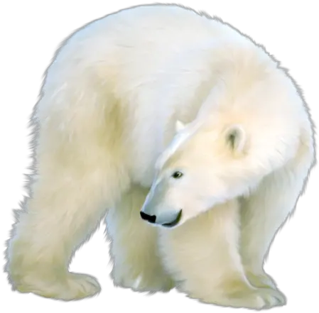  Polar Bear Polar Bears Art Png Polar Bear Png