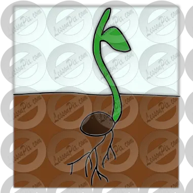  Sprout Picture For Classroom Therapy Use Great Sprout Illustration Png Sprout Png