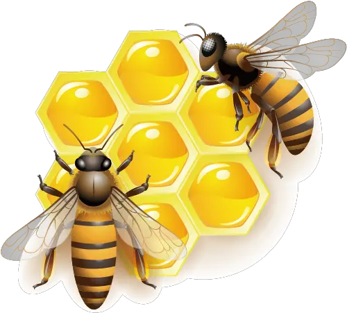  Honey Bee Clip Art Honey Bee Png Transparent Bee Transparent Background