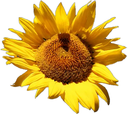  Sunflower Png Images Free Pngs Common Sunflower Sunflowers Png