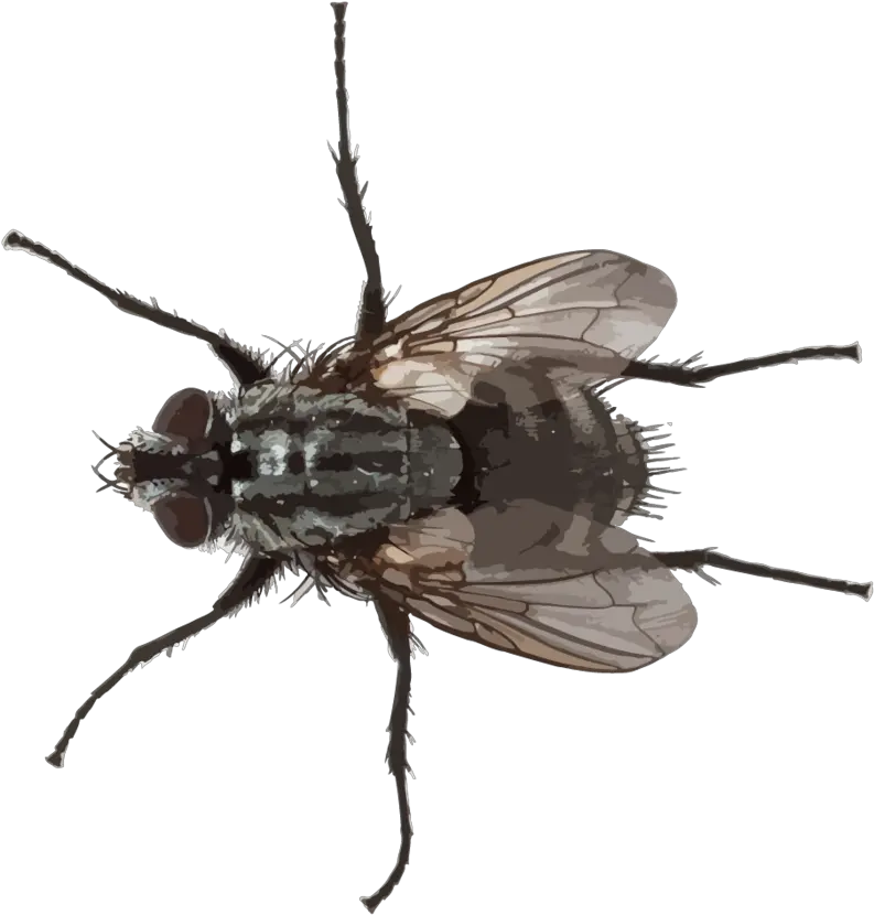  Small Fly Png Picture Small Fly Png Transparent Fly Png