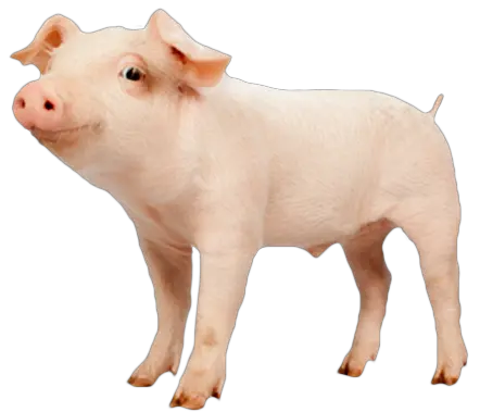  Download Domestic Pig Png Image With No Kippen En Varkens Pig Png