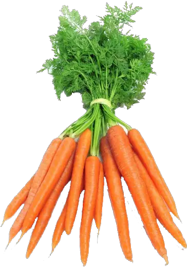  Download Zanahoria Manojos Dutch Carrots Full Size Png Karoten Carrots Png