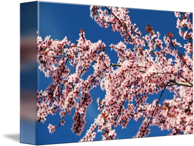  Cherry Blossoms Transparent PNG