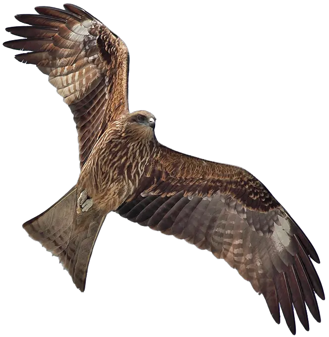  Download Collection Of High Kite Bird Transparent Brown Hawk In Flight Png Bird Transparent Background