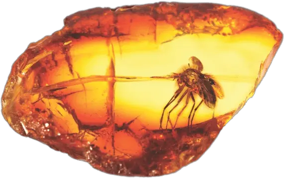  Large Mosquito Transparent Png Insect In Amber Png Mosquito Transparent