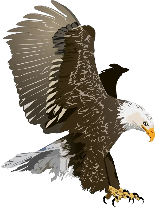  Bald Eagle Free Clipart Png Image With Bald Eagle Png Bald Eagle Transparent