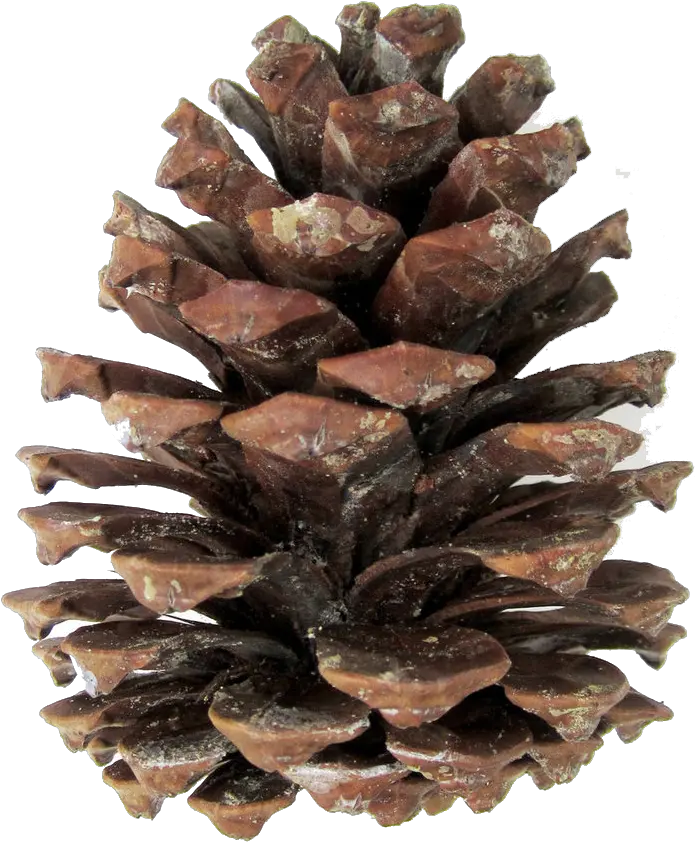  Download Pine Cones Png Pine Cone Transparent Pine Cone Png