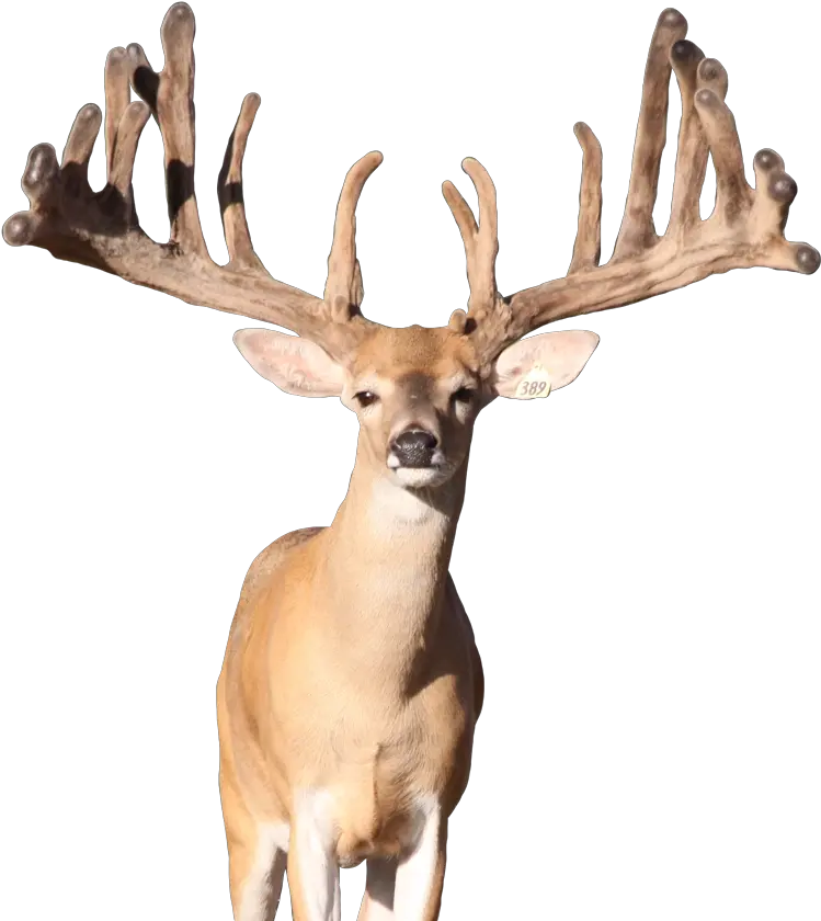  Download Deer Png Photo Reindeer Transparent Png Uokplrs Elk Deer Antler Png