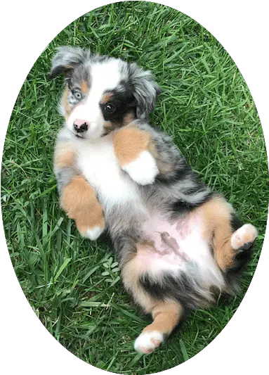  Pet Grooming Salon Dog Grooming Service Shop In Fort Miniature Australian Shepherd Png Gabe The Dog Png