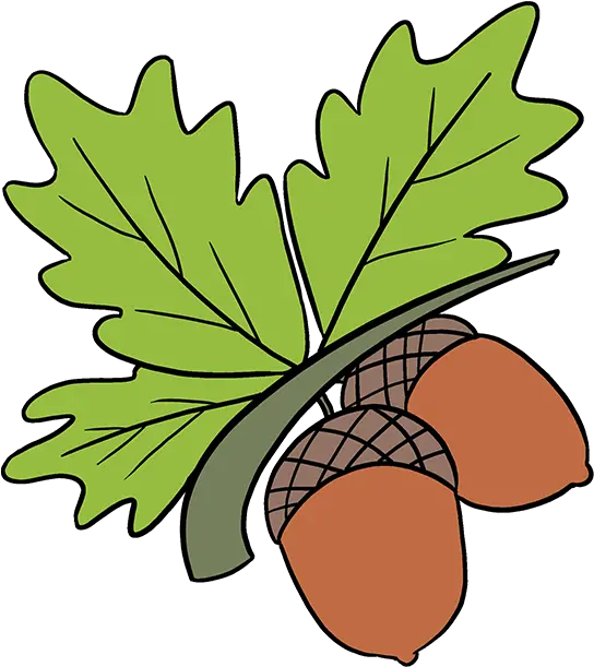  Download How To Draw Acorns Draw An Acorn Full Size Png Acorn In Tree Drawn Acorn Transparent Background